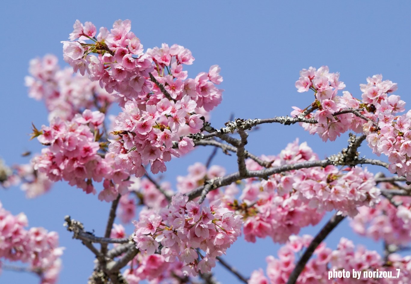 Nori 館山城山公園 の 江戸彼岸桜 花言葉は 心の平安 Photography キリトリセカイ 江戸彼岸桜 桜 Sony 9ii 館山城山公園 Tlを花で一杯にしよう 写真撮ってる人と繋がりたい ファインダー越しの私の世界 T Co 3emjpobj9o Twitter