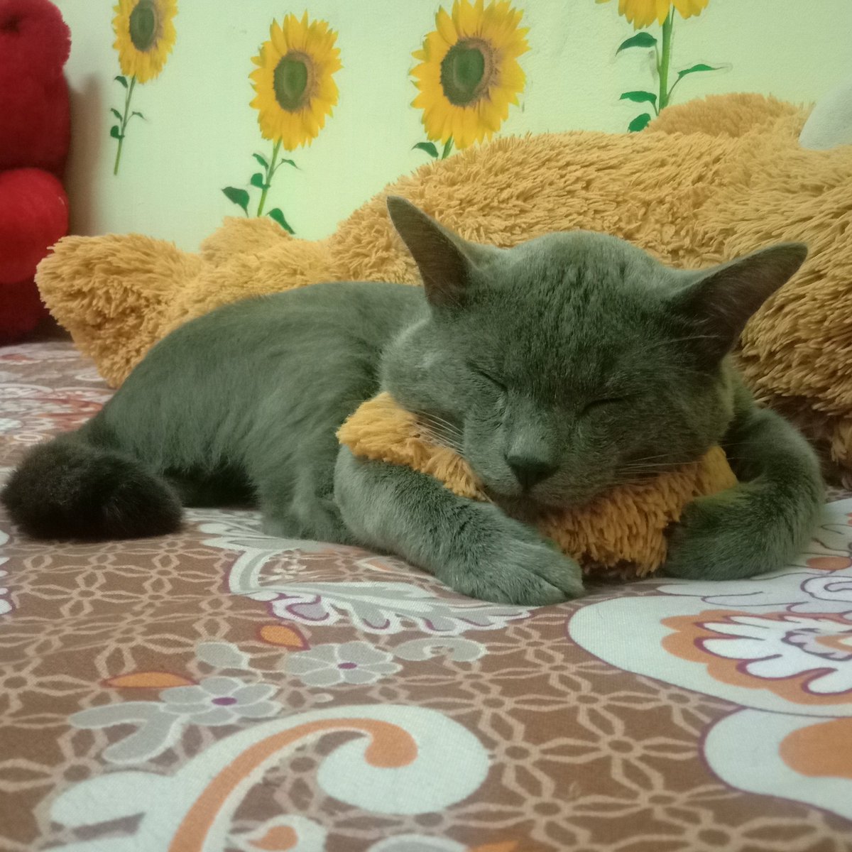 Kali ke 2 bawak anak singa ni pulang kampung.  Diperjalanan masih aman kalau teddybear nya ada.