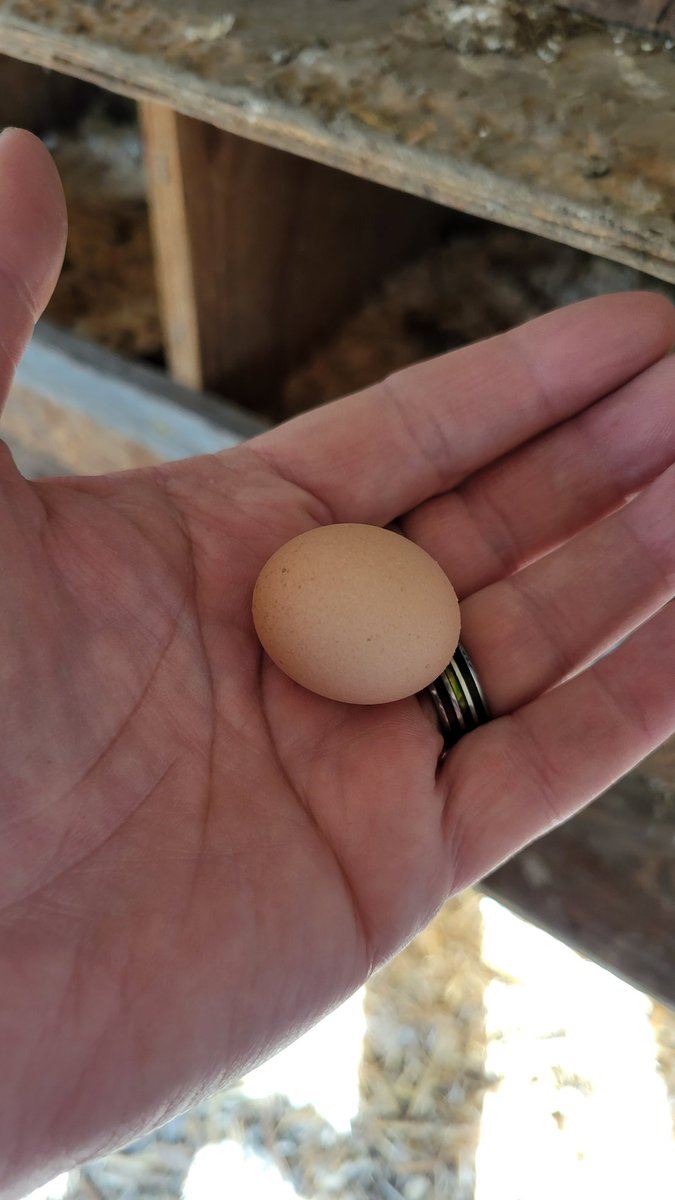 psgorganic's tweet photo. Omelet anyone? 😄 https://t.co/CpPl0nX93s