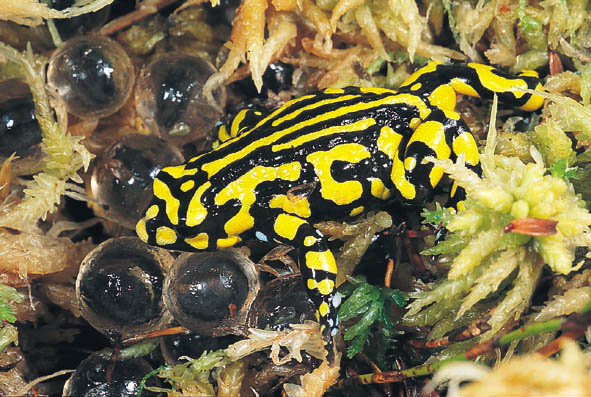 fnpw's tweet photo. Some good news on #worldfrogday for the critically endangered southern corroboree frog
Read about it at https://t.co/6WoM8AE6nT
@fnpw is proud to be involved in the regeneration efforts of Kosciuszko National Park and its species as part of #healingourland #fnpw #corroboreefrog https://t.co/1PDxxkmuDX