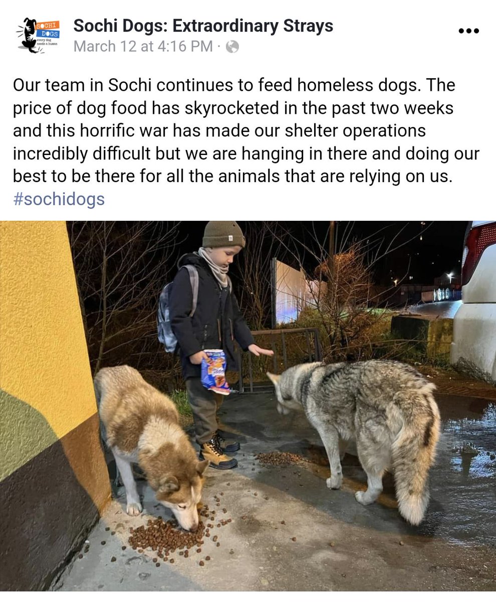 DogsOnMars35's tweet photo. Dogs on both side of the conflict are suffering as the economic situation deteriorates in Russia putting stress on amazing shelters & staff like Sochi Dogs. We must not give up on them, it is not their fault
#sochidogs #dogs https://t.co/xgOGTKviTK