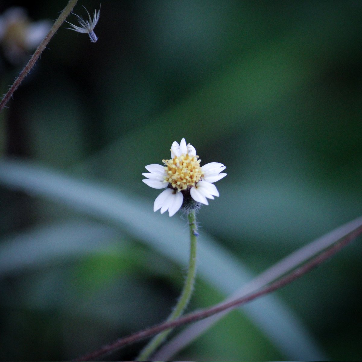 SathishsPhoto's tweet photo. #flowerphotography #flowers #nature #flower #naturephotography #flowerstagram #flowersofinstagram #photography #macro #flowerpower #naturelovers #photooftheday #flowerlovers #macrophotography #beautiful #perfection #photo #love #plants  #flowermagic #floral #naturelovers https://t.co/yUGC47vVXc