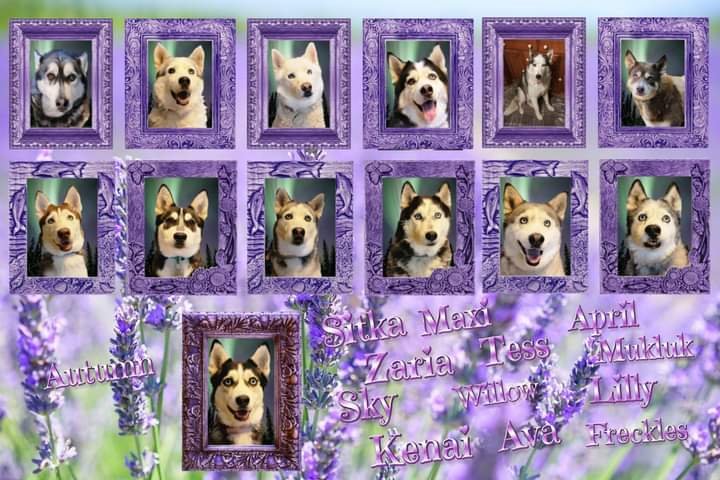 suntreeriver's tweet photo. Happy #spring2022 from our Cousins @shuskyrescue 🌹💝🐶🐾🌸🦋🌱 They haven't logged in forever &amp; asked us to share this picture #DogsofTwittter #Tucson #Arizona #NorthernDogs https://t.co/E6tPkfg7ml