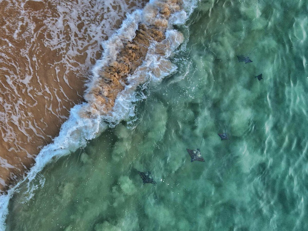 Las mantarayas juegan con las olas en la playa Maguey en #Huatulco y el dron de Max Sherenberg logró captar un momento inolvidable.
#FelizSábado
<a href="/JuanCRiveraC/">Juan Carlos Rivera Castellanos</a>