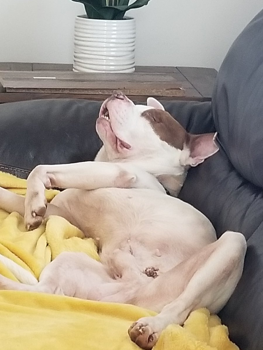 CaffeinatedCov's tweet photo. Pictures of my foster pets because nobody asked for them but you all need them in your life. You’re welcome. https://t.co/fnXC0qeu8f