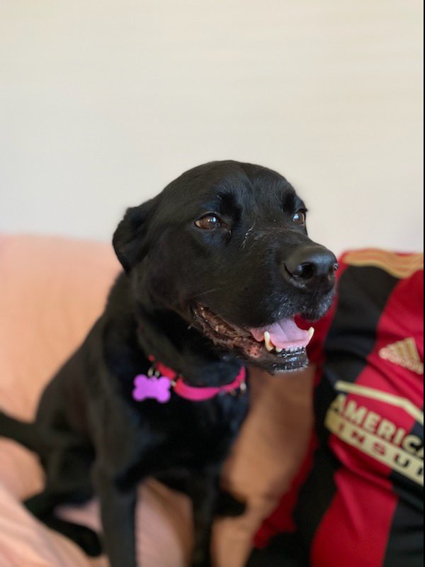 CaffeinatedCov's tweet photo. Pictures of my foster pets because nobody asked for them but you all need them in your life. You’re welcome. https://t.co/fnXC0qeu8f