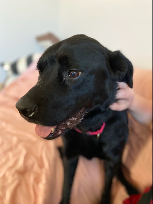 CaffeinatedCov's tweet photo. Pictures of my foster pets because nobody asked for them but you all need them in your life. You’re welcome. https://t.co/fnXC0qeu8f