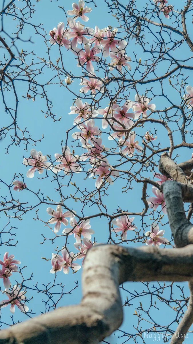 tongbingxue's tweet image. Vigor and vitality of the Spring, Happy weekend!