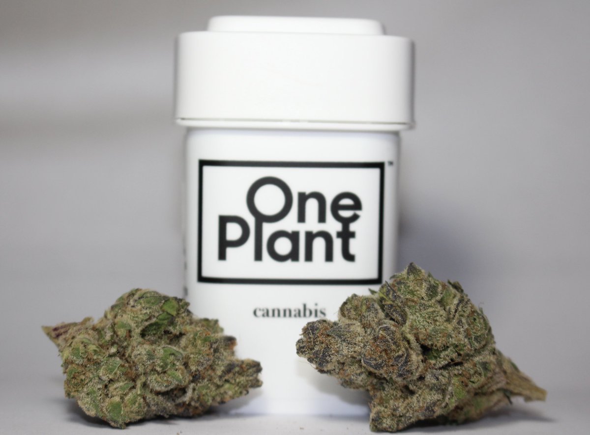 The Cannabis Column tweet media