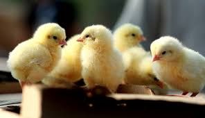 andysagway's tweet photo. Maple Syrup, Chickens, Gardening, and Other Spring Activities - https://t.co/g9WMH51rYX https://t.co/xFo0VVlsZ2
