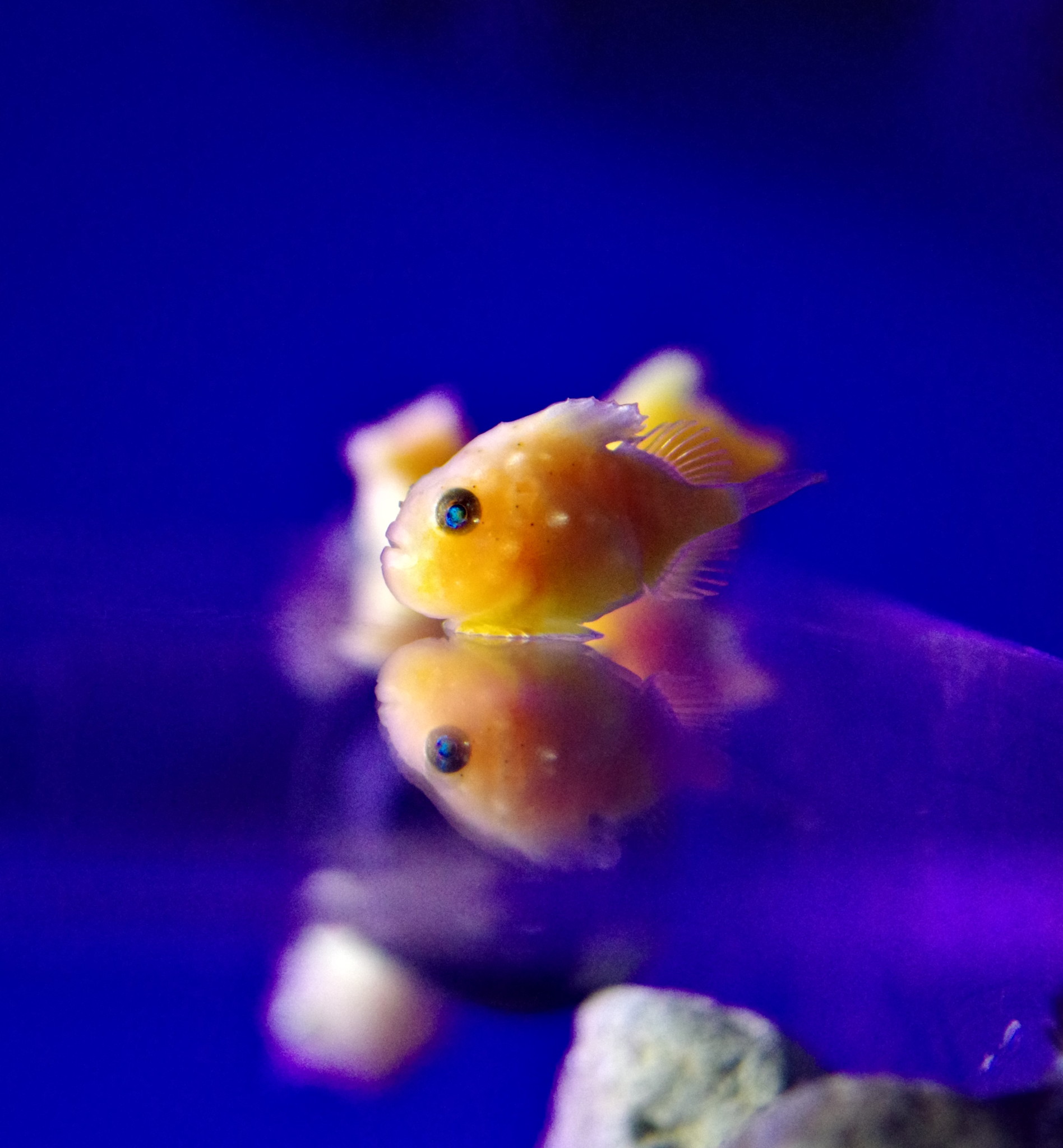 えのあ 新江ノ島水族館のダンゴウオ 今年生まれた子も大きくなりましたね Pentax Da35macrolimited Pentaxkp T Co Otprtpbfx7 Twitter