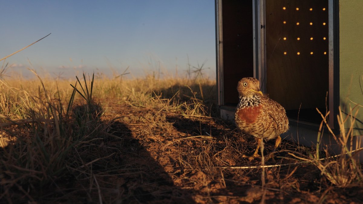 ausgeo's tweet photo. In a NSW first, 10 critically endangered plains-wanderers have been released onto private grassland in the Riverina. There are only 1000 believed to exist in the wild, so this is a huge boost. Watch the release: https://t.co/arraDUdnDg https://t.co/Xx8MbTc21z