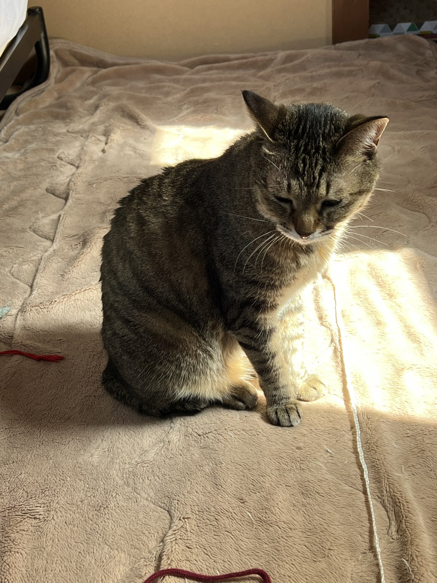 拗ねる猫 Twitter Search Twitter