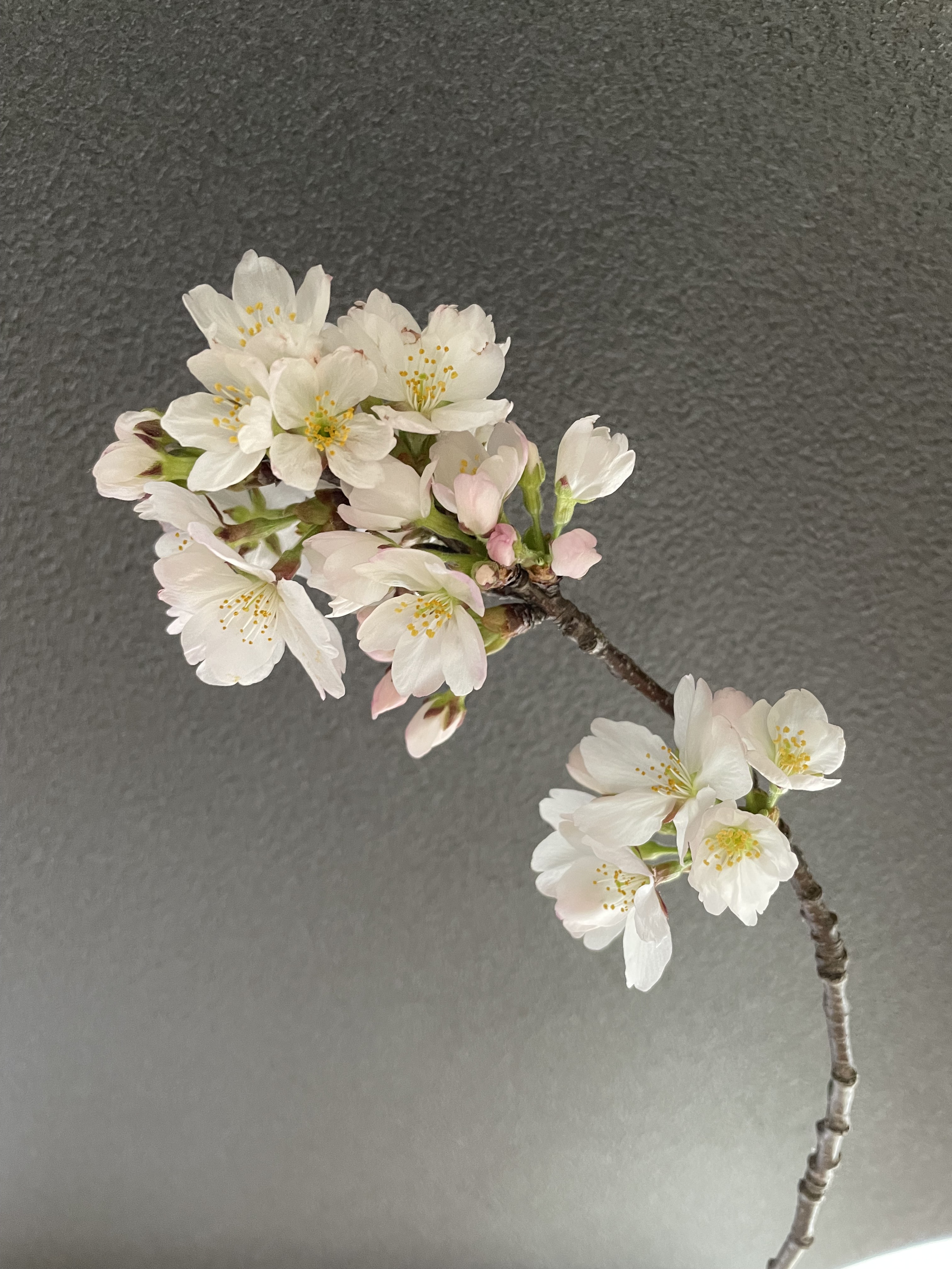 Never Die To Write 高橋三保子 言編み人 部屋の中で 桜が咲きはじめました 近所で剪定された蕾つきの枝を ひと抱えいただいてきたのです 次々に花ひらいて とても贅沢 違う場所に置いていても 同じ木から切られた枝は ちゃんと同じタイミングで