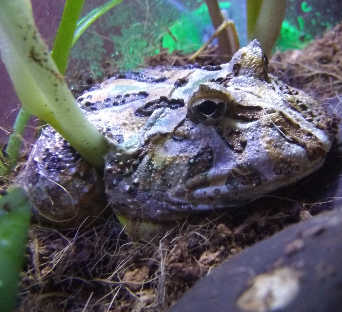 Amanda_Axolotl's tweet photo. This little goober climbed up and is laying on a plant with his squishy body wrapping around it. That can't be too comfortable. #Frog #frogs #FrogFriday #pacmanfrog #pacman #amphbian #amphbians https://t.co/MM4wGQOrND