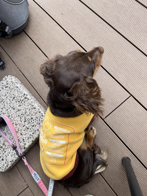 足元で待つ犬 