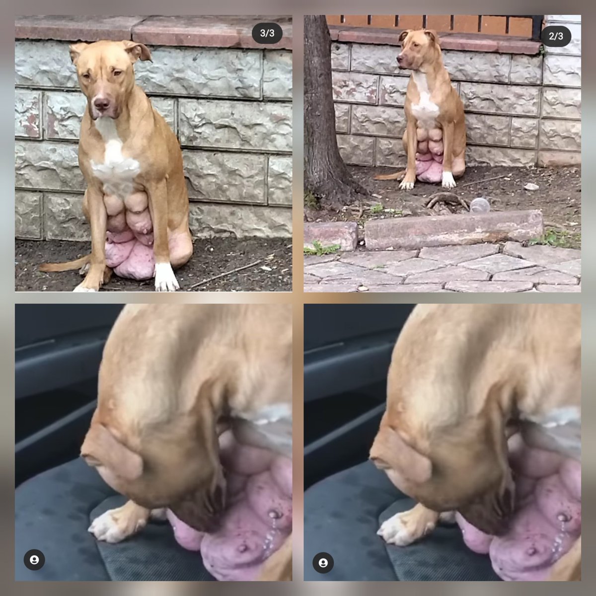 KAHROLDUM. 💔😭😭

Bir Anneyi GÖGSÜNDEKİ AKAN SÜTÜYLE SOKAĞA ATABİLENDEN daha TEHLİKELİLİ IRK var mıdır.!!??
Doğurtulmuş, yavruları elinden alınıp Sokağa atılmış. 💔😭
 Yüzündeki şu ACIYA Hüzün dolu bakışlara bakın. 😭
Bahçelievler /İST. Daymış.
ACİL YUVA aranıyor. Kimler var?