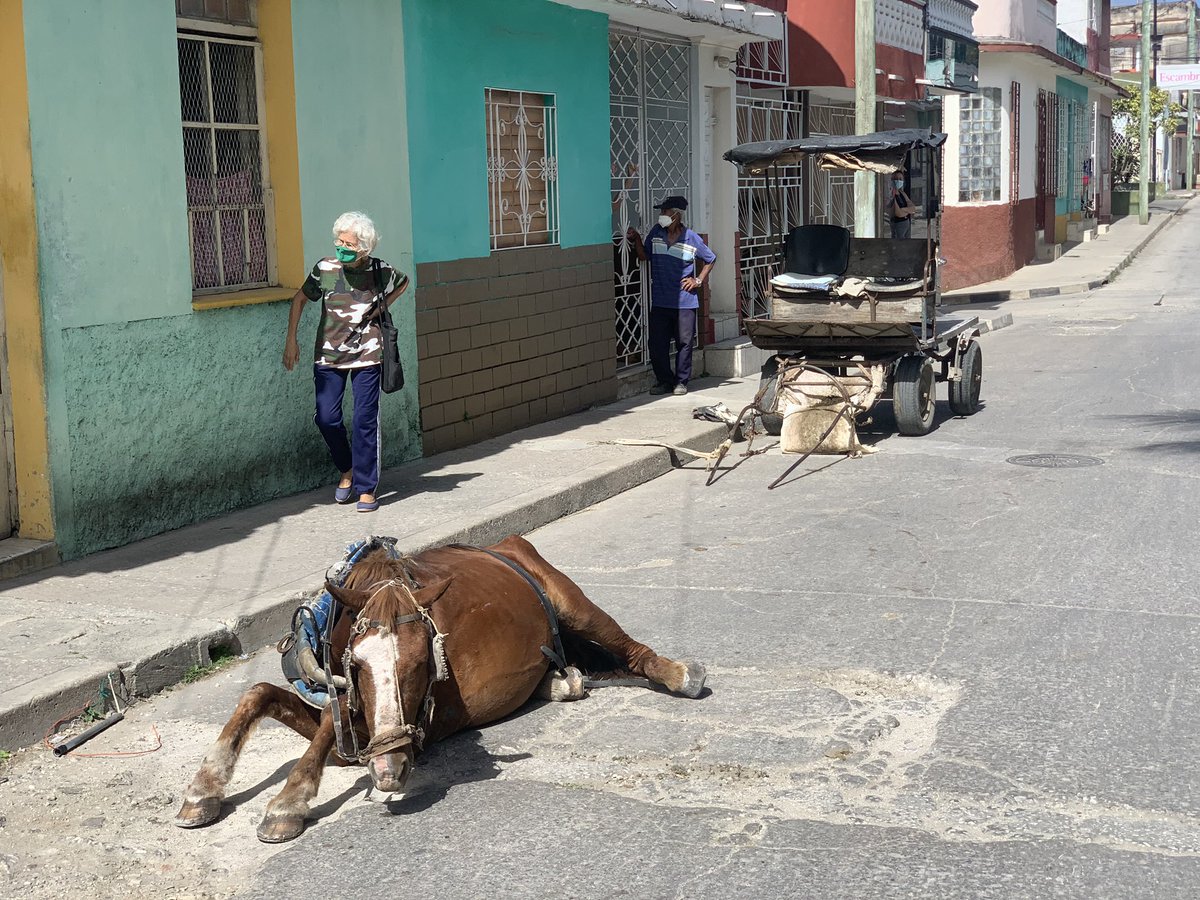 unguajirocubano's tweet photo. En provincia se usan carretones para transportar hasta 8 y 10 personas de un lado a otro. Hace 15 años que no me monto en uno, es demasiado abusivo. Camino, voy en bici o espero la guagua. Este animal de aquí se desplomó, no tengo que hacer la historia, sabemos (👇🏼) https://t.co/ISMFkZ6yau