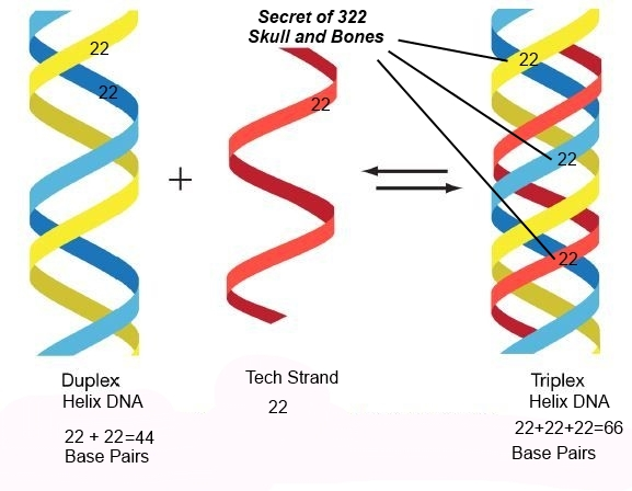 Хеликс днк. Хеликс днк. Dna double helix. Хеликс днк. Спираль днк.
