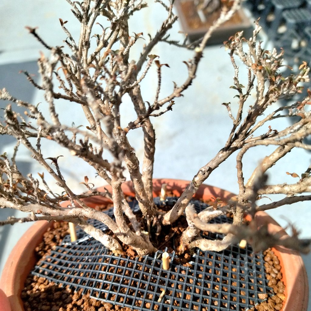 Lovika 今年の冬が特に寒かったせいか 冬越しで失敗してるかもしれない香丁木だ 一部根腐れもあって 根洗い をして 数日間布で保湿してから植え替えた 何度もこういう事があったので 回復する見込みはあると思う 香丁木 盆栽 植え替え Bonsai