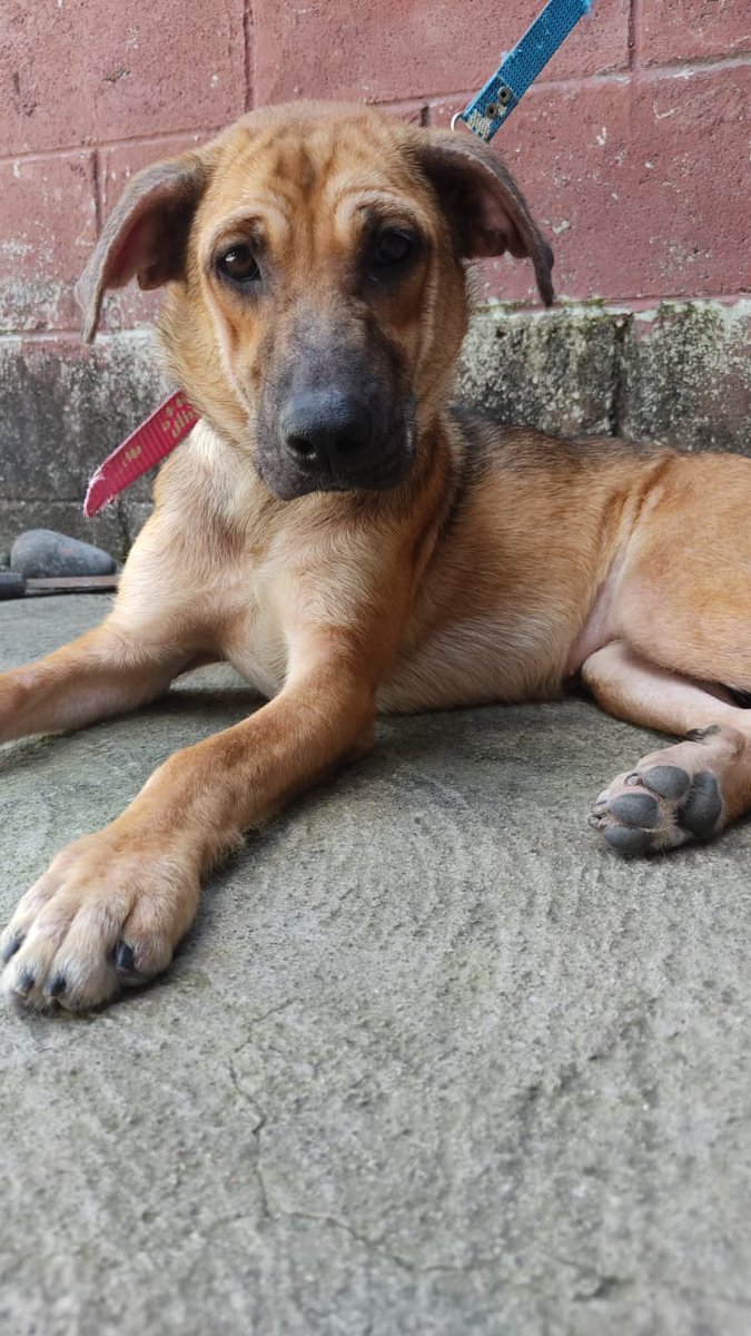 PEsperanza503's tweet photo. #ADOPTA

"LUNA y LULÚ" buscan una familia urgentemente.😔
Ellas fueron rescatadas y al mismo tiempo abandonadas por sus adoptantes irresponsables. A medida que fueron creciendo las despreciaron por su aspecto de ser criollitas.😤
Ambas son hermanitas, tienen 1 año de edad https://t.co/CAy4R0Rtzo