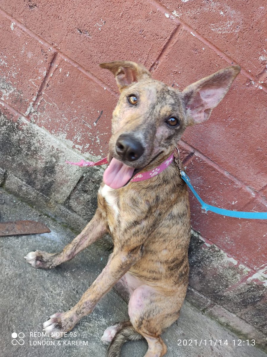 PEsperanza503's tweet photo. #ADOPTA

"LUNA y LULÚ" buscan una familia urgentemente.😔
Ellas fueron rescatadas y al mismo tiempo abandonadas por sus adoptantes irresponsables. A medida que fueron creciendo las despreciaron por su aspecto de ser criollitas.😤
Ambas son hermanitas, tienen 1 año de edad https://t.co/CAy4R0Rtzo