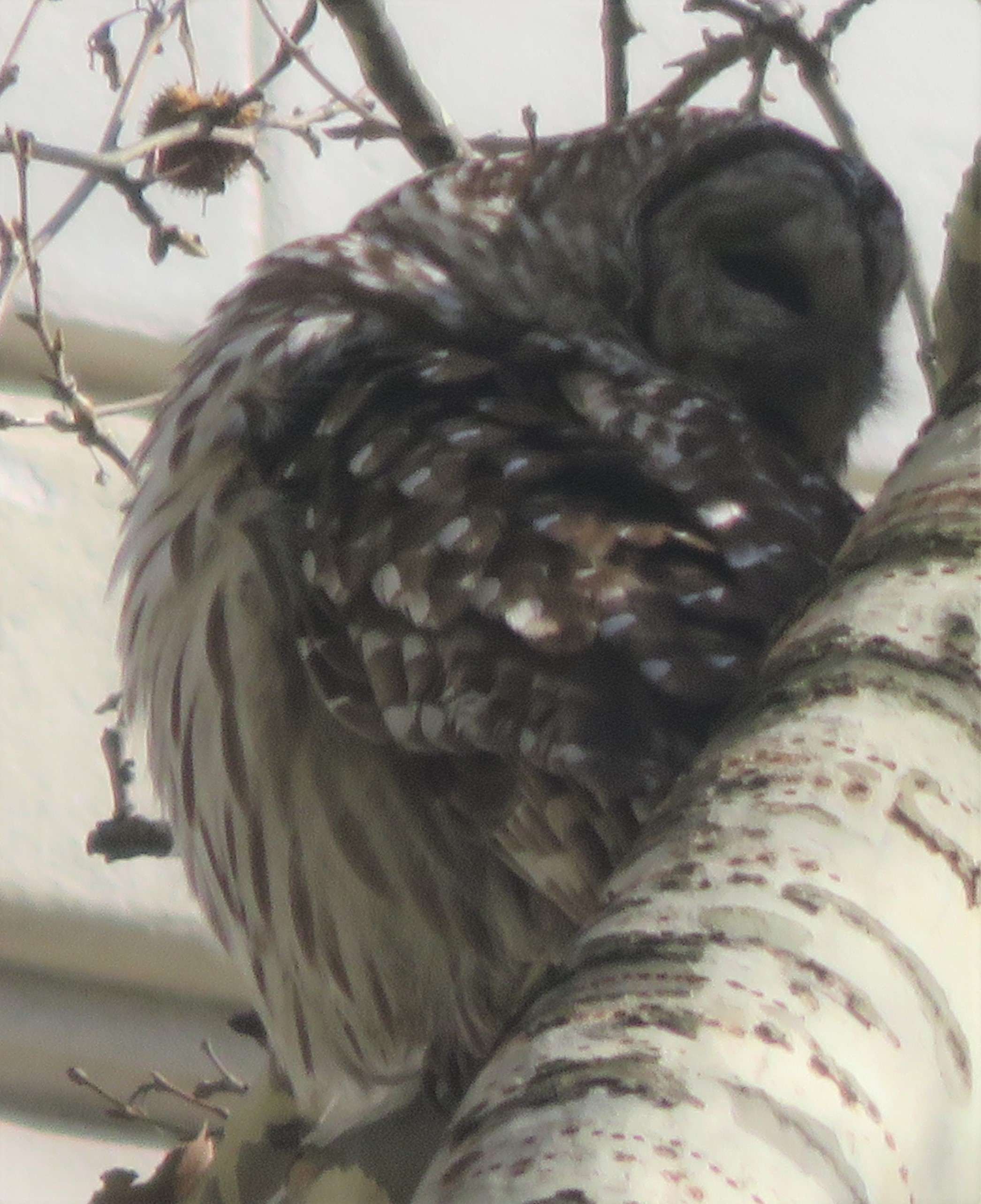 Manhattan Bird Alert Twitter - cjop0vx