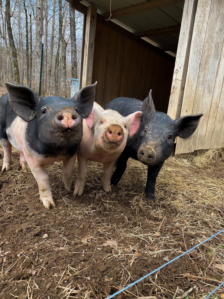 FarmerRidge's tweet photo. Three little pigs!!🐷🐷 #SpringBreak #Trending #youtubeshorts #2022 https://t.co/0R0Jm6RoMD