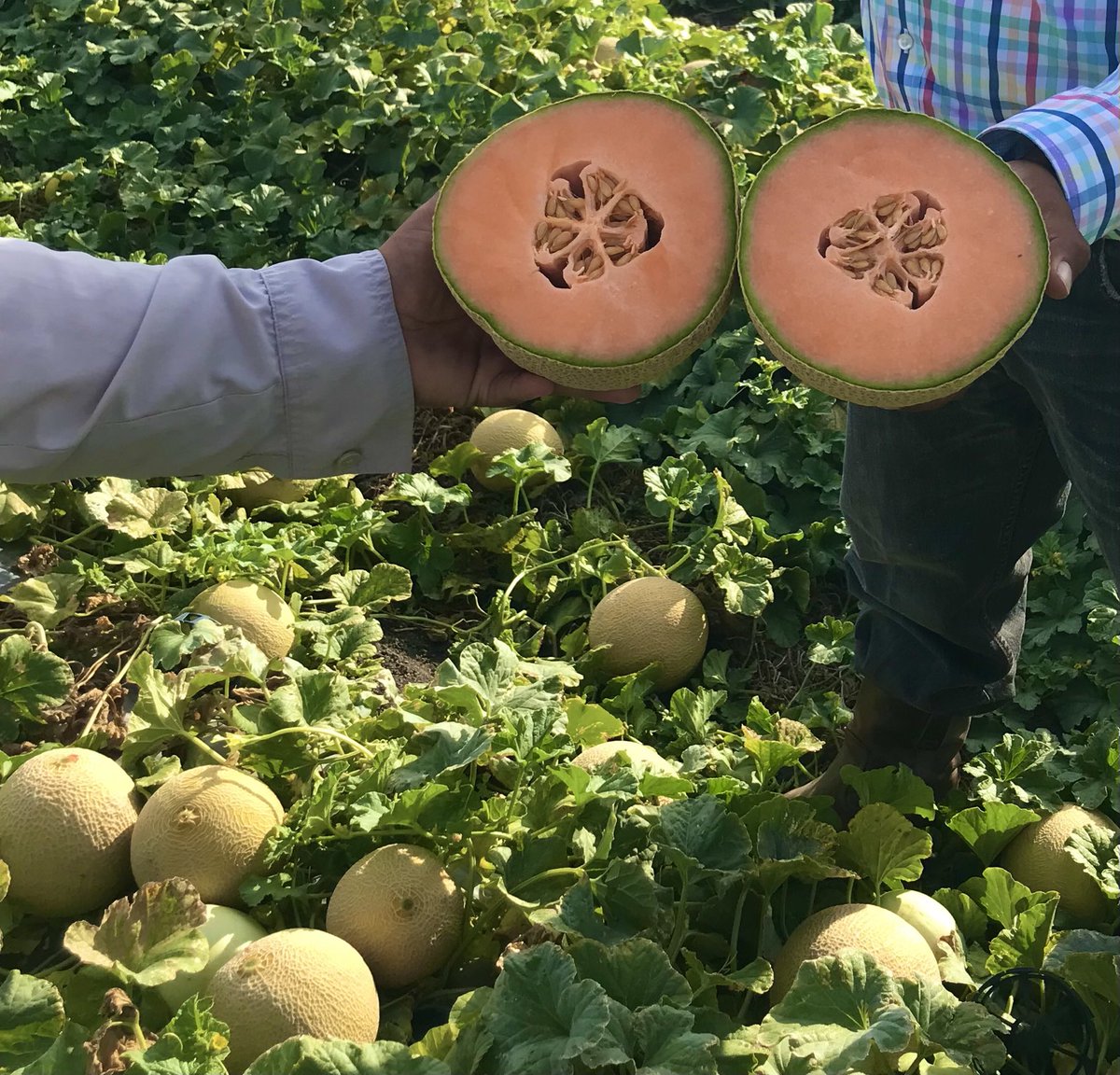 diego_maestre's tweet photo. Magenta flesh with 🌞 by ⁦@BASF_AgroES⁩ #Nunhems #Guate https://t.co/9JnkqdQ5xW