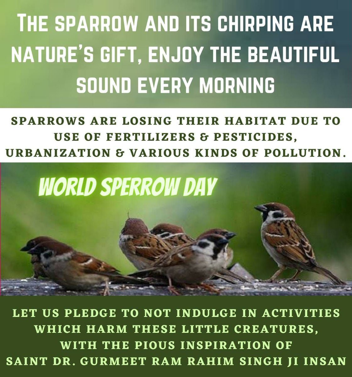 InsanRukesh's tweet photo. Sparrows are adorable beings, but sadly, their existence is in danger. Let's use
#WorldSparrowDay as a day to start saving them by keeping water and food for sparrows and other birds like Dera Sacha Sauda followers do with Saint Gurmeet Ram Rahim Ji Insan's guidance. https://t.co/oTPNVpc10F