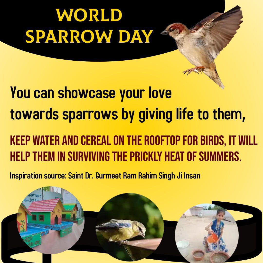InsanRukesh's tweet photo. Everyday is sparrow day for volunteers of Dera Sacha Sauda as they are dedicated to save birds 🐦 by keeping food and water for them at their rooftops, it is the result of the pious teaching of revered Saint Gurmeet Ram Rahim ji. #WorldSparrowDay https://t.co/g174kOmwyK