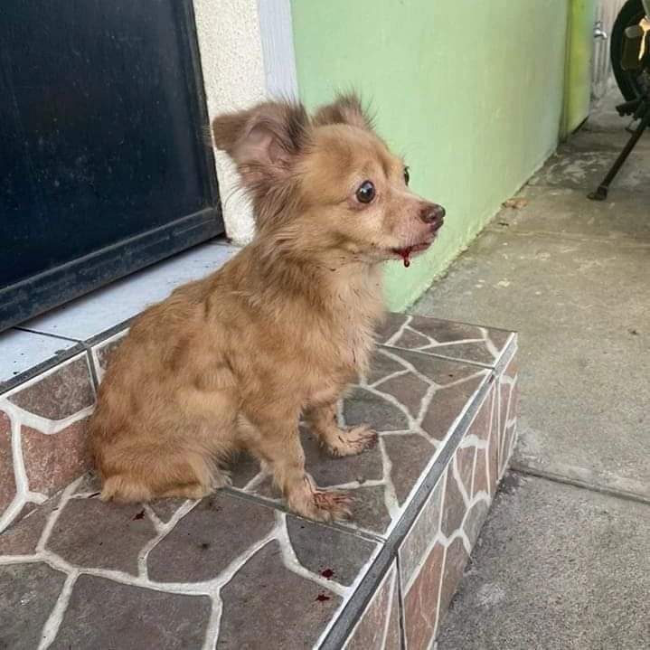 GOLPEADO Y BUSCA A SU FAMILIA O UN HOGAR! (Lourdes Colón)

Reportan perrito sangrando en la Urbanización Nuevo Lourdes Colón, Senda Los Pinos,1era etapa, si alguien conoce a su familia o puede brindar un hogar, por favor acuda a la zona, (hace 4d)
Fundación Huellitas El Salvador