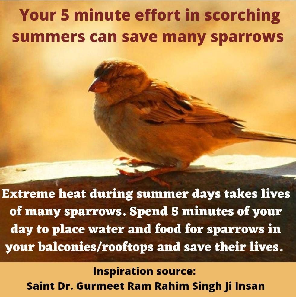InsanRukesh's tweet photo. Saint Gurmeet Ram Rahim Ji has always stressed upon the importance of feeding birds!
Indeed,“ensuring that birds always have access to food and water” is one of 138 humanitarian initiative that the Dera Sacha Sauda has been tirelessly &amp; consistently working on!

#WorldSparrowDay https://t.co/IA6wN8KVFA