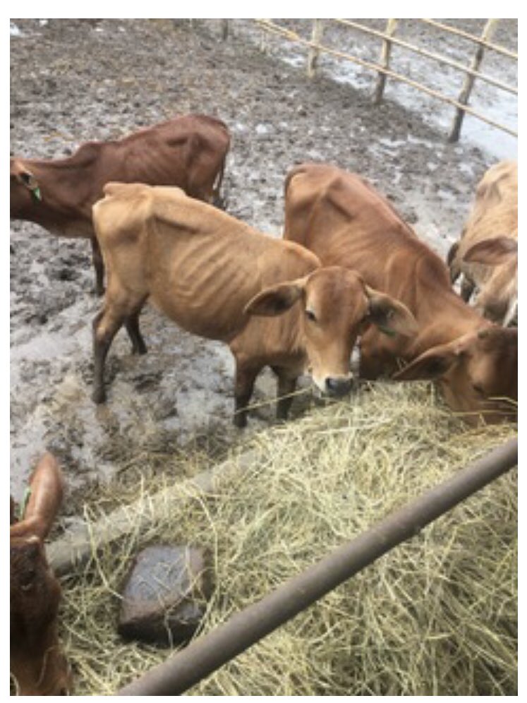 Chickolsson's tweet photo. Feeding Laotion cattle with medicated feed blocks to reduce parasite burdens, increase feed digestion and suppress methane.
@meatlivestock @UNFCCC @troysetter @hugh_killen @sokitomi
https://t.co/O8kB9urw93
#methanepledge #lessmethane #morebeef #beefisgood https://t.co/tIHzMQNpZs
