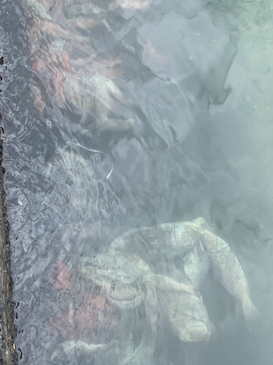 PaulWelsh MBE 🇺🇦 tweet media