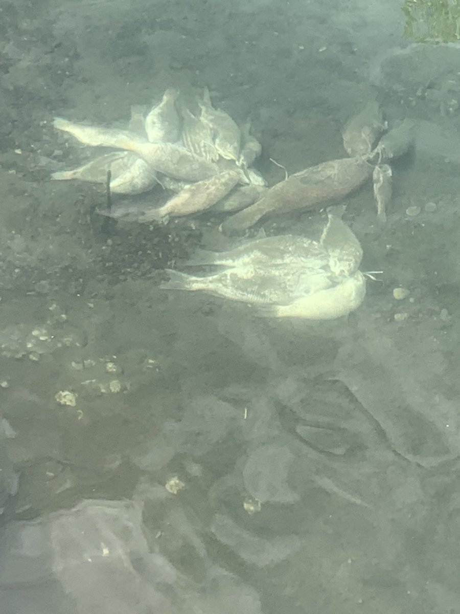 PaulWelsh MBE 🇺🇦 tweet media