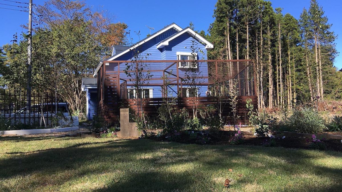 那須の森猫RIEN（ノルウェージャンフォレストキャットブリーダー） tweet media