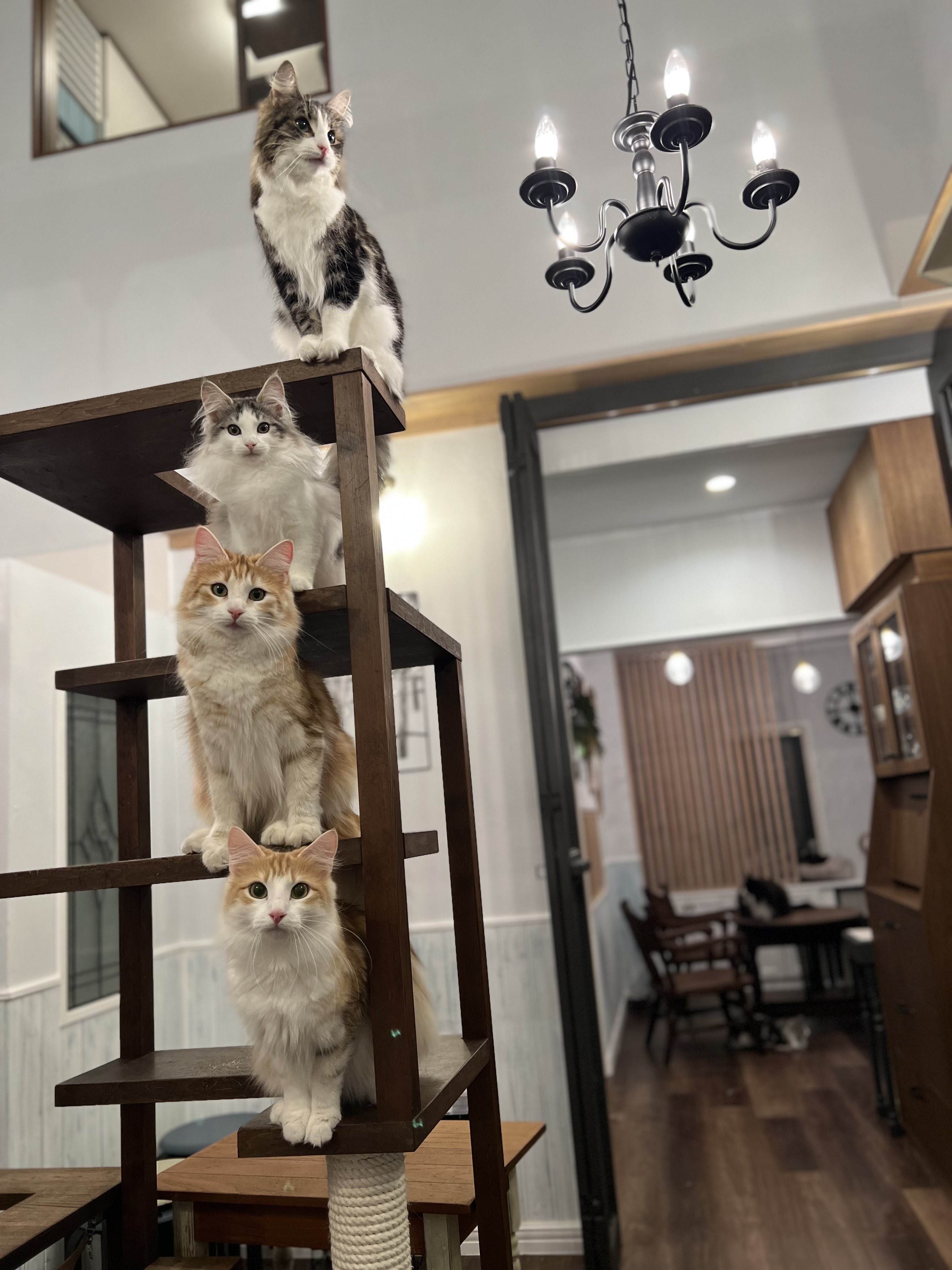 那須の森猫rien ノルウェージャン専門猫カフェ店主 猫ブリーダー Rien222 Twitter