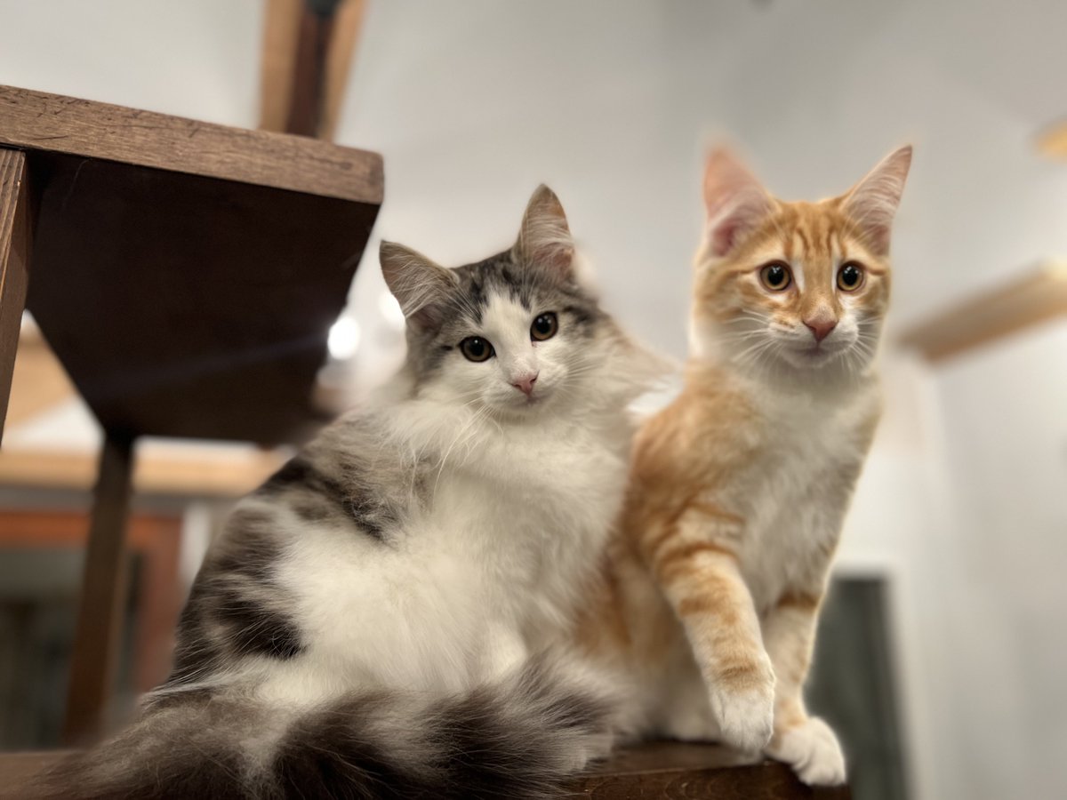 那須の森猫RIEN（ノルウェージャンフォレストキャットブリーダー） tweet media