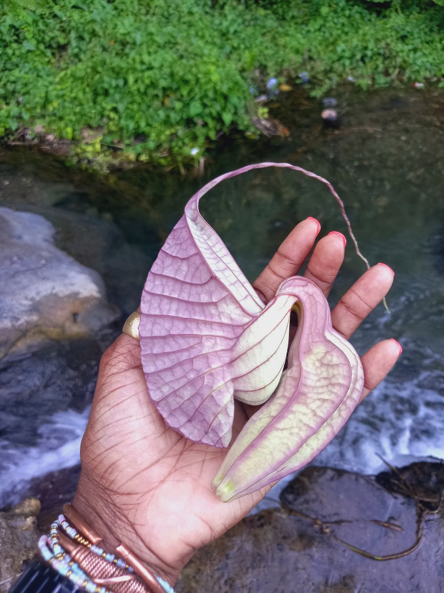 jahnoherbs's tweet photo. Feeling bogged down, sluggish & mentally blah? #Detox time.
#DuckFlower expels #mucus throughout the body, removes #parasites & clears blockages in the intestines,
The #mentalClarity & energy levels afterward is unmatched.
Order https://t.co/ybBP8rE59X https://t.co/qML67sOCSj