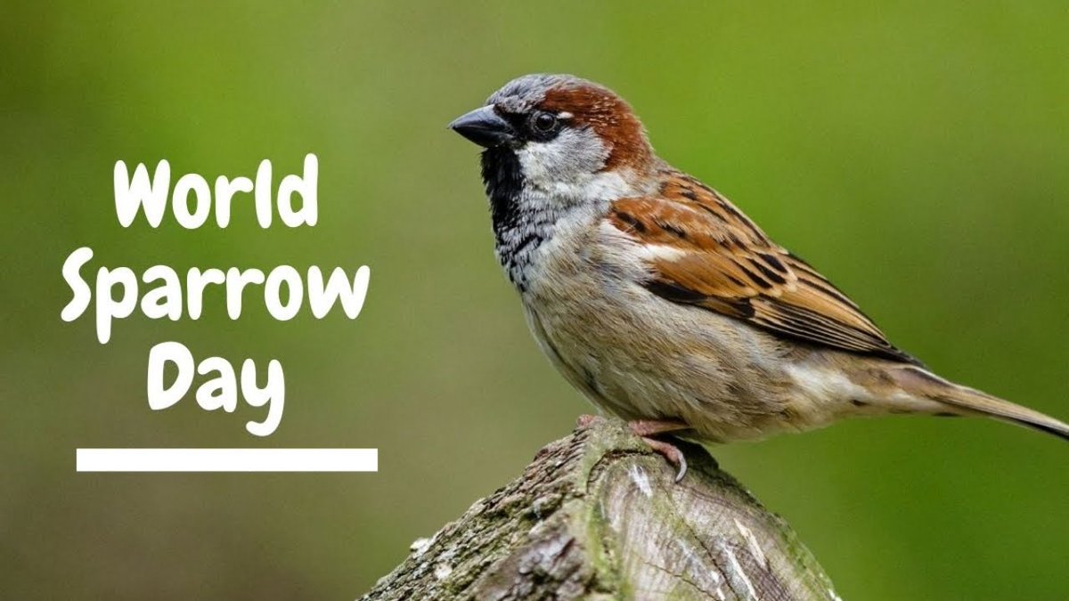 DIPR_Kargil's tweet photo. #WorldSparrowDay is celebrated on March 20 to raise awareness for the conservation of common house sparrows, which are increasingly disappearing due to urbanisation, high pollution levels, global warming and loss of ecological resources among other reasons.
@santoshsukhdeve https://t.co/KAmMmGX2jg