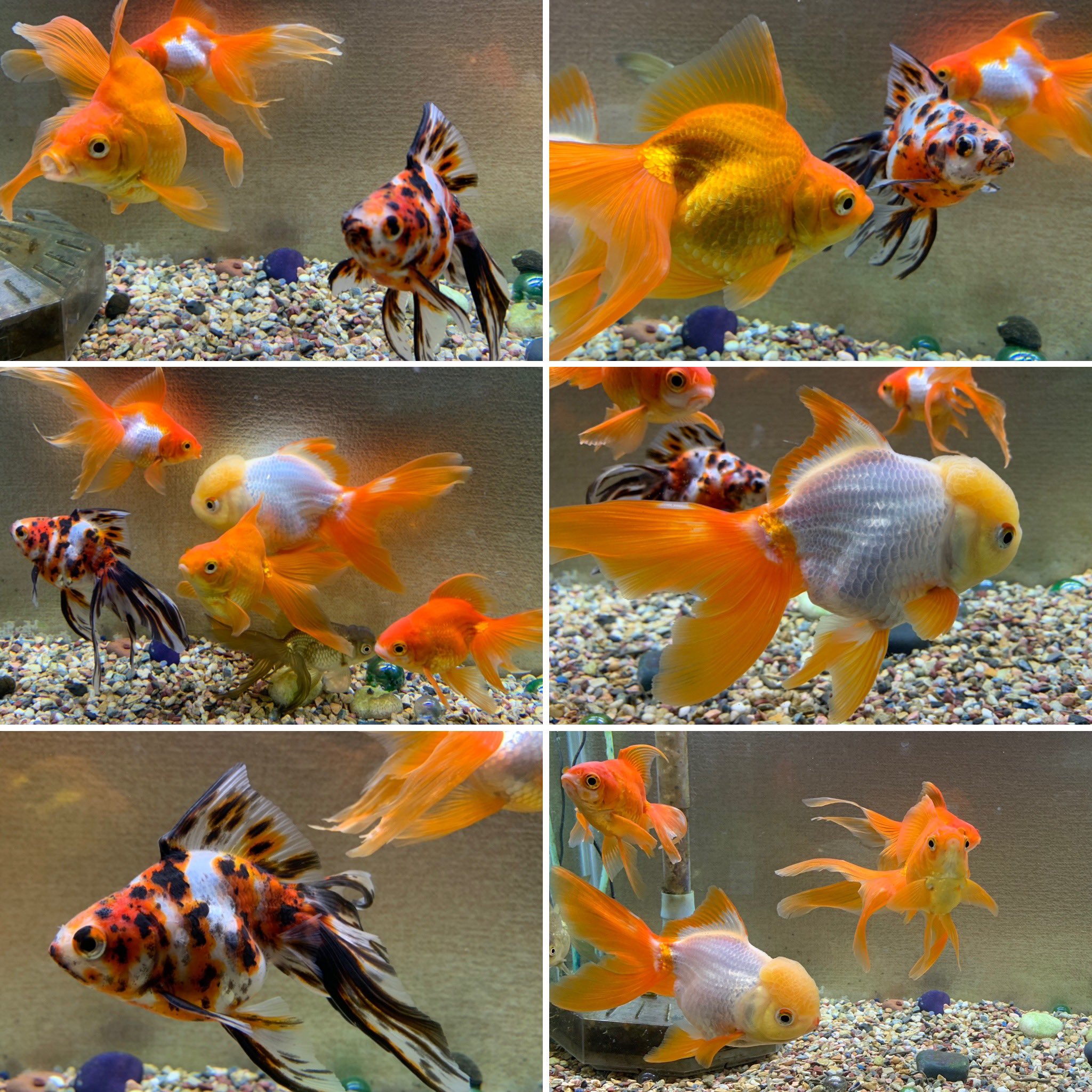 めっとこの金魚さん Twitter Search Twitter