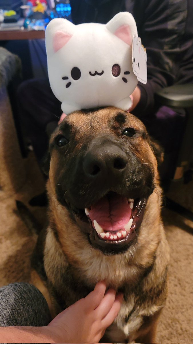 KianaBCreates's tweet photo. HES TOO CUTE 😭😭😭😭 https://t.co/GFqf5C686j