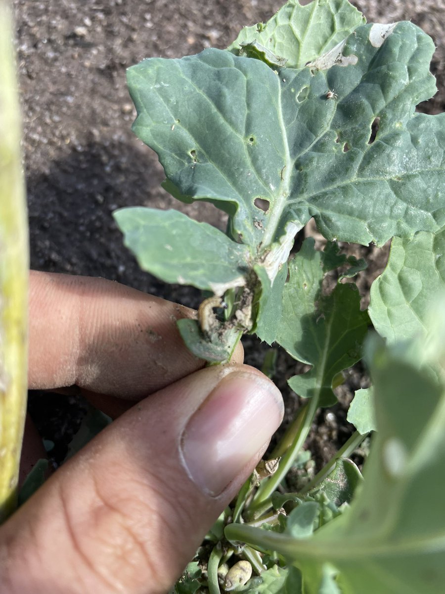 Anthony Close tweet media