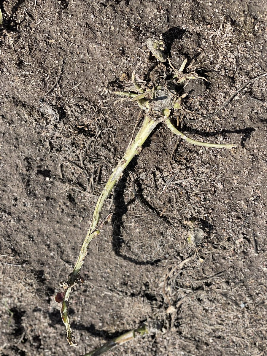 Anthony Close tweet media