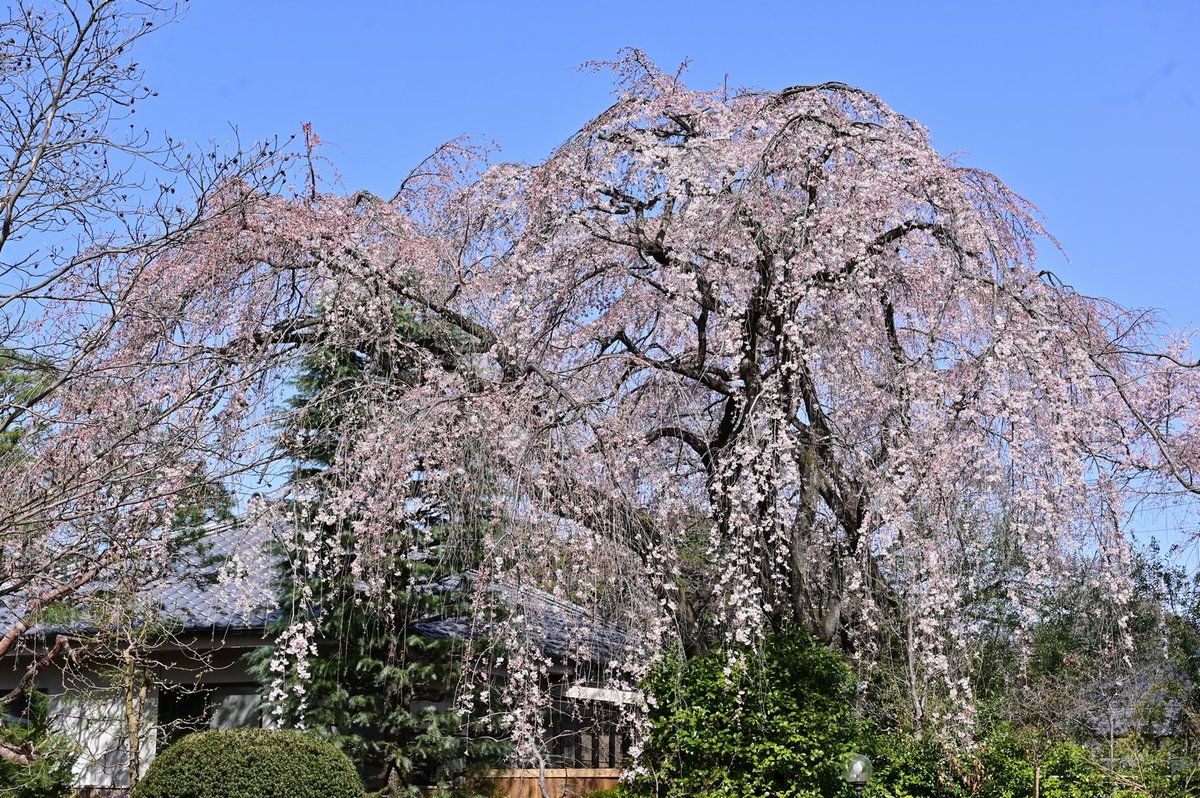 LBerrydol's tweet photo. 中院のしだれ桜を見てきました
明日辺りに満開になるのかな？
加工は縮小のみ
#nikon #nikonz6 #Z6 https://t.co/5CpWmvMs9T