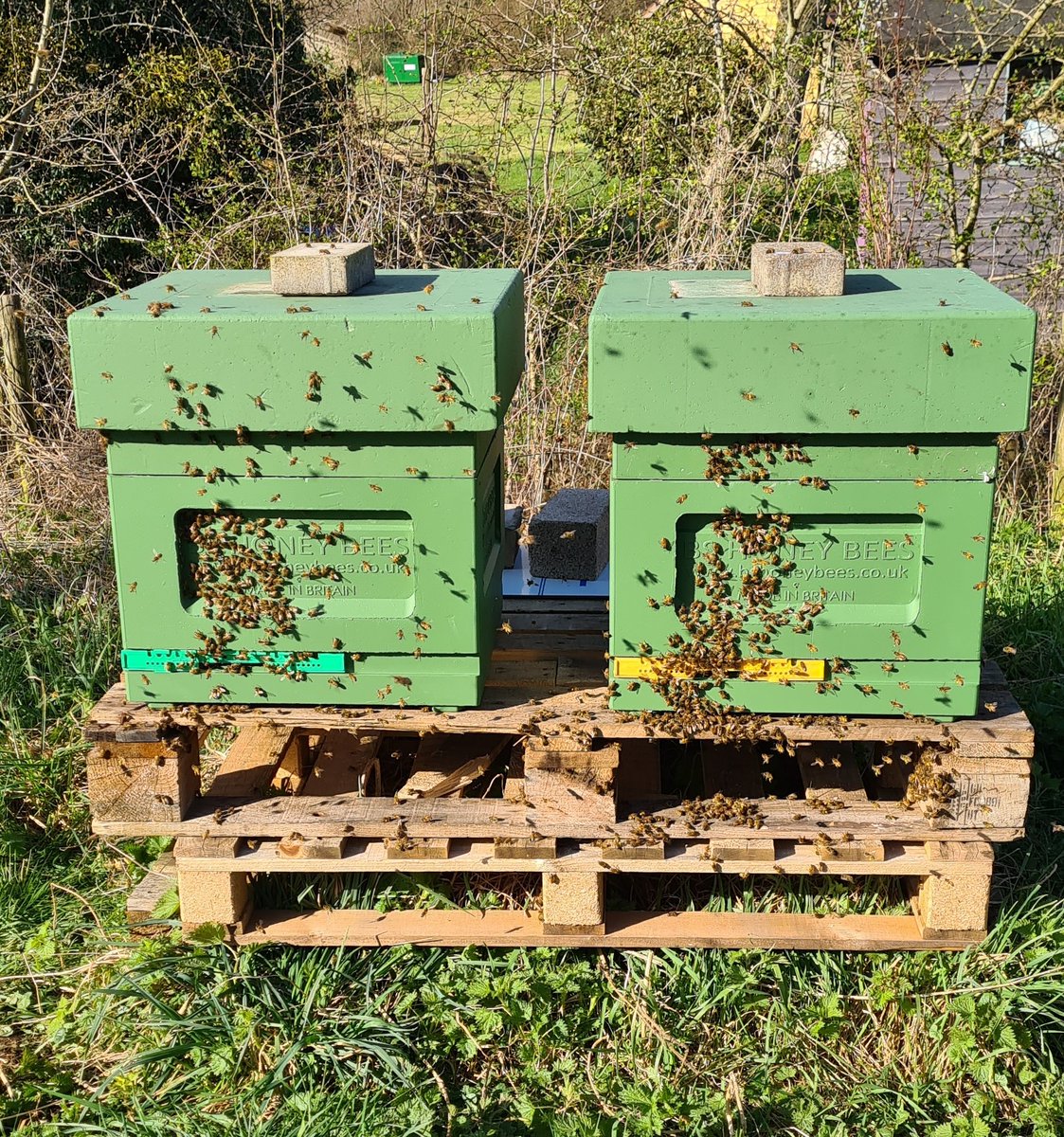 BSHoneyBees's tweet photo. It's all kicking off now! However, March is where colonies become active and can quickly starve. Stores check are an essential for this time of year ๐
-
#beekeepinglife #beefarmer #sun #honey #honeybees #beekeeping #bees #winterbees #cotswolds #nectar #beehive #spring https://t.co/XrfiKRWlmK