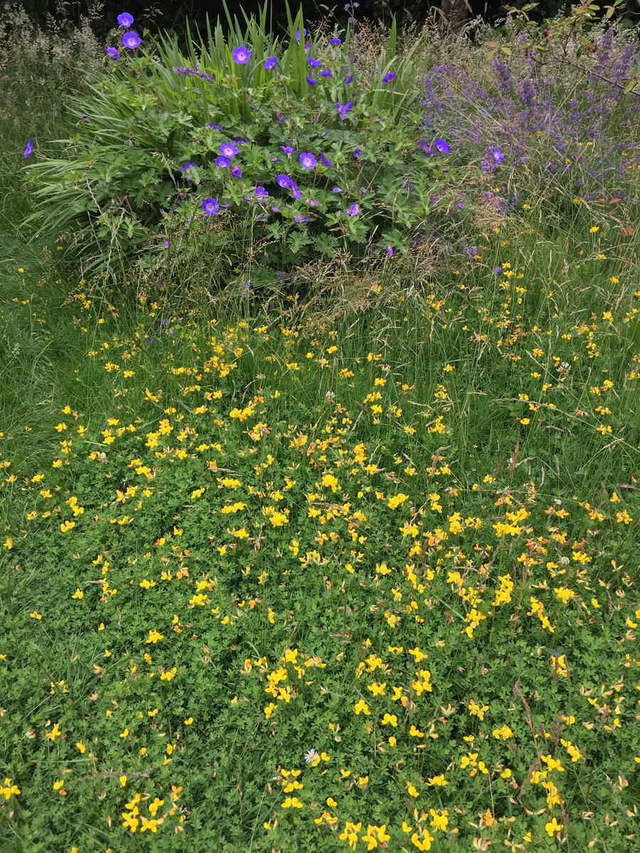 EmmaCameron9's tweet photo. Happy #WorldRewildingDay This was my unmown lawn last summer, covered in Birdsfoot Trefoil, loved by bees and insects. ⁦@LGSpace⁩ https://t.co/QpKxtpzOL4
