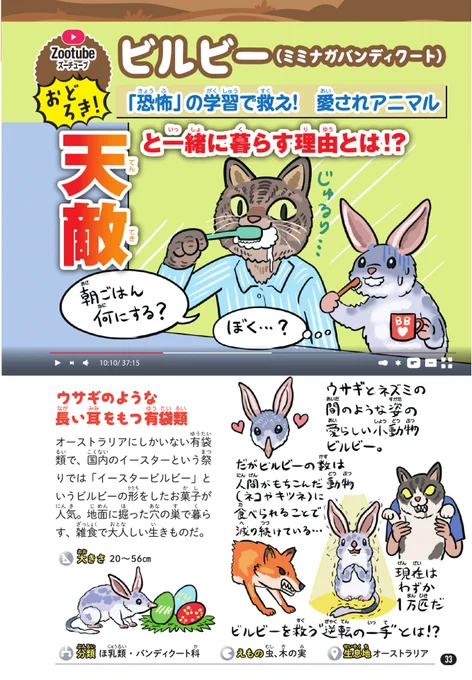 本日3/20は #動物愛護デー なので、放っとくとスピーディに絶滅しそうな脆弱な動物を守るための試行錯誤を紹介。ウサギによく似た有袋類ビルビー(別名ミミナガバンディクート)を救う鍵は…「恐怖」!?(新刊 #ゆかいないきもの超図鑑 より) 