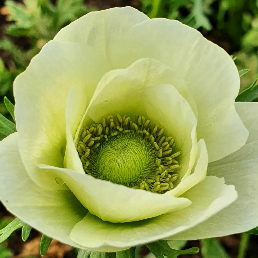 Loving these Anemone Carmel Albino with their gorgeous green tones. Ladybirds keeping the aphids at bay in the tunnel so far. Promising lots of lovely flowers for Mother's Day instagr.am/p/CbUXMo3K7Cj/